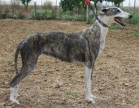 GALGO ESPANHOL